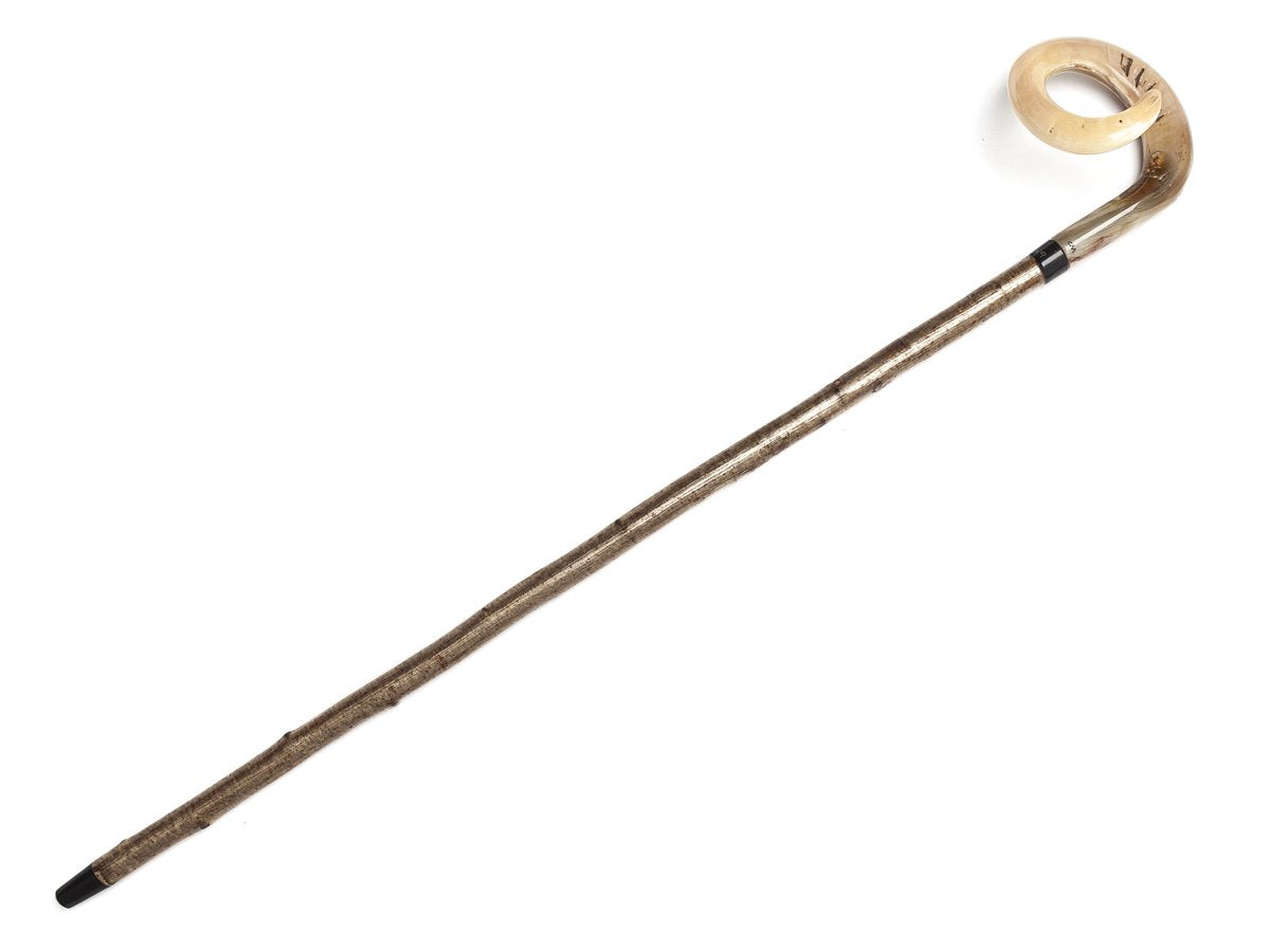 Full length view of Abbeyhorn walking cane with light coloured curly ramshorn handle
